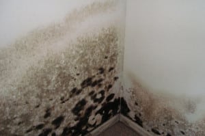 Mold on Drywall