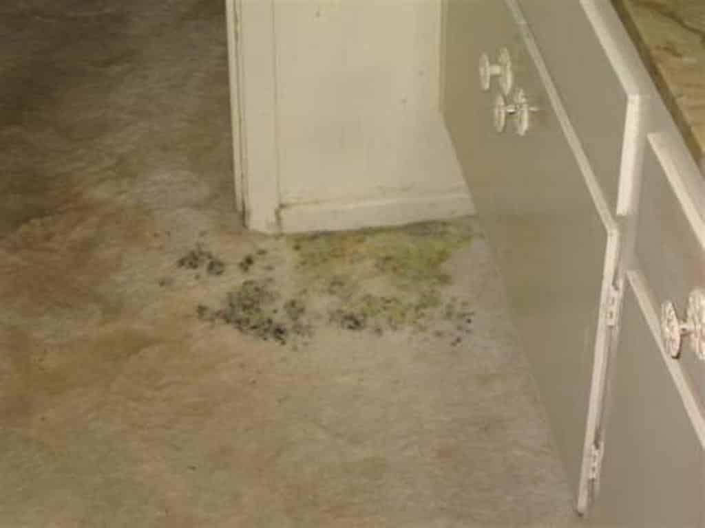 Cleaning Mold from Subfloor and Carpet